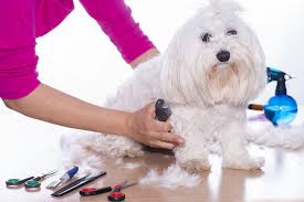 dog grooming supplies 101 the ultimate