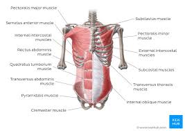 The kidneys have their anterior and posterior surfaces. Abdominal Wall Layers Muscles And Fascia Kenhub