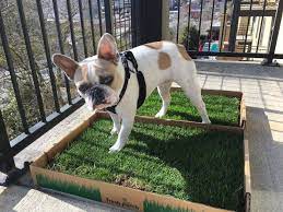 Dog Grass Pad Is Best For Your Balcony