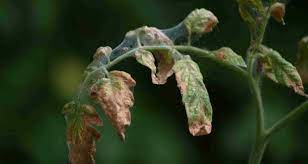 High winds, blowing dust and low humidity can damage the leaves and stems on tomato plants. So Your Tomato Plant Has Wilted Leaves Here S What To Do Off The Grid News