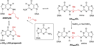 Efficient Synthesis of DNA Duplexes Containing Reduced Acetaldehyde  Interstrand Cross-Links | Journal of the American Chemical Society