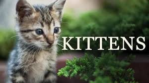 795 likes · 10 talking about this. Watch Kittens The Ultimate Collection Of Cute Funny Kitten Videos Movie Online For Free Anytime Kittens The Ultimate Collection Of Cute Funny Kitten Videos 2006 Mx Player