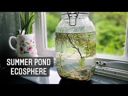 summer pond diy ecosphere how to make