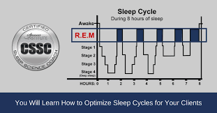 Rem Sleep Cycle Chart Spencer Institute Coach