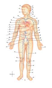 Table 20.4 defines the major arteries and veins of the pulmonary circuit discussed in the text. Major Arteries Of The Body Quiz