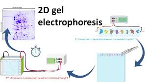 2d gel electropsis you