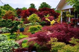 Houzz has millions of beautiful photos from the world's top designers, giving you the best design ideas for your dream remodel or simple room refresh. Buy Japanese Maples Mrmaple Mr Maple Buy Japanese Maple Trees