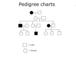 Pedigrees Lesson
