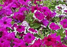 Nel linguaggio dei fiori i lilla cambiano il loro significato in base al colore che presentano i petali. Piante Da Fiori Stagionali Per Vaso Fiorito