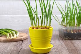 Cara menanam bawang putih dalam pot atau polybag · masukkan tanah pada polybag · tanam bawang putih sedalam 2 sampai 3 cm pada tanah yang sudah berada di dalam . Cara Menanam Bawang Merah Tanpa Bibit Cara Hemat Bumbu Dapur Halaman All Kompas Com