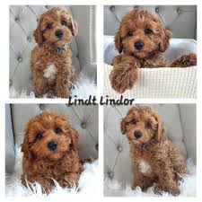 toy cavoodle in melbourne region vic