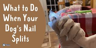 nail splits when to call the vet
