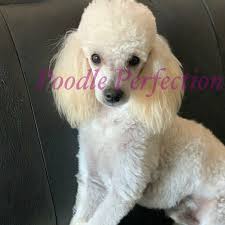 home toy poodle and maltese perfection