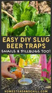 homemade beer traps get rid of slugs