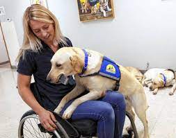 Passing off pet as service animal would cost owners