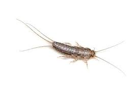 how to get rid of silverfish