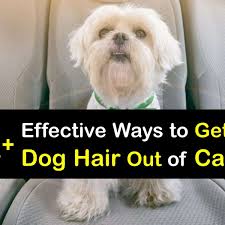 get rid of dog hair on car seats