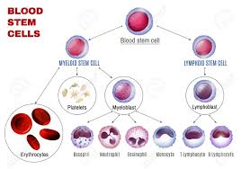 Blood Stem Cells Types Editable Vector Illustration Isolated