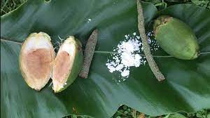 betel nut areca nut use effects