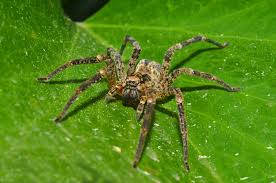 How To Get Rid Of Spiders 7 Important