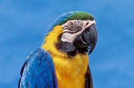 blue and gold macaw full profile