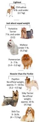 yorkshire terrier weight