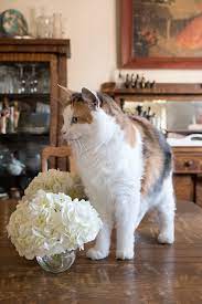 Department of agriculture plant hardiness zones 3 through 9. Hydrangeas Are Poisonous To Cats Sidewalk Shoes