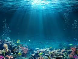 under the sea images browse 486 713