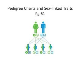 Pedigree Charts And Sex Linked Traits Pg 61