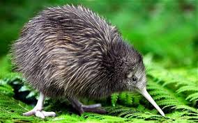 Resultado de imagen para kiwi animal