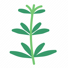 Food Herb Tarragon Vegetable Icon