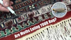oriental rug cleaning moth damage you