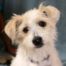 gibson the maltese and toy poodle mix