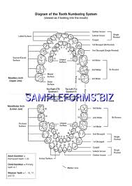 Teeth Numbers Chart Pdf Free 1 Pages