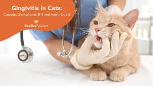gingivitis in cats causes symptoms