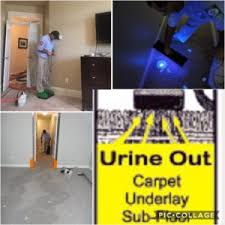 pet urine removal decontamination