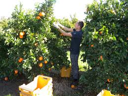 Citrus Orchard Management Agriculture And Food