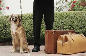 Inside the Booming Luxury Pet Travel Industry | Artful Living Magazine
