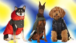 11 best dog coats jackets in 2022