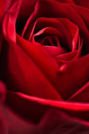 garden roses red petal flower rose
