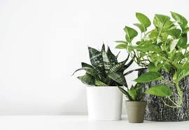 10 Indoor Plants That Help Clean