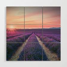 Lavender Flower Field Endless Rows At