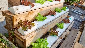 How Much Does It Cost to Start a Hydroponic Garden