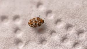 carpet beetle vs bed bug what s the