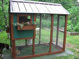 A Beginner Guide To Starting A Backyard Chicken Coop For Fresh Eggs