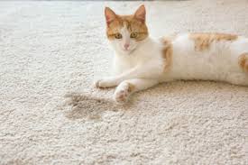 cat urine smell out of carpet