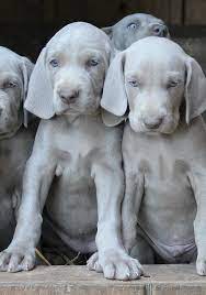Browse thru our id verified puppy for sale listings to find your perfect puppy in your area. Home Shadeofgreyweims