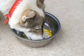 how to cook eggs for dogs top dog tips