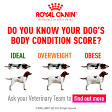 Body Condition Scoring The Healthy Pet Club