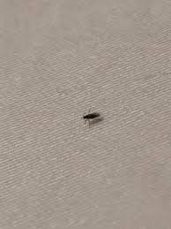 tiny flying insects in your house